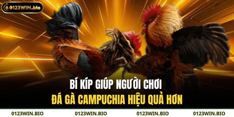 Bí kíp giúp người chơi đá gà Campuchia hiệu quả hơn
