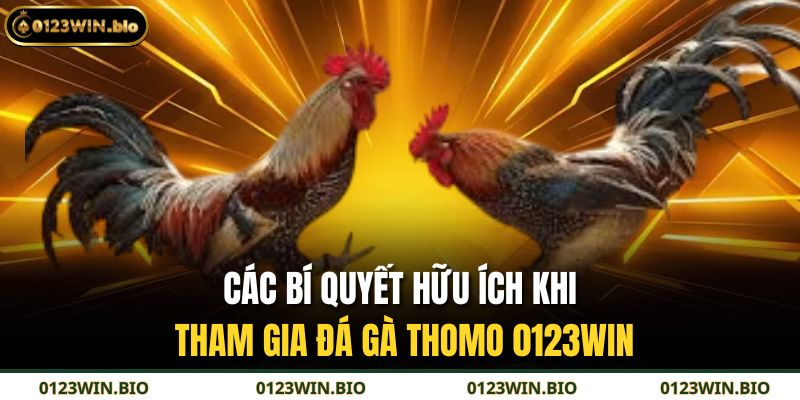 Các bí quyết hữu ích khi tham gia đá gà Thomo 0123WIN