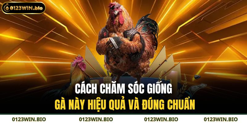 Cách chăm sóc giống gà này hiệu quả và đúng chuẩn