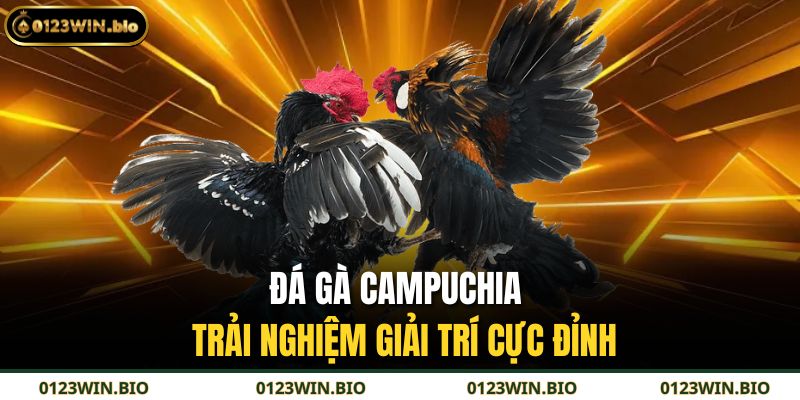 Đá Gà Campuchia – Trải Nghiệm Giải Trí Cực Đỉnh 7 Đá gà Campuchia