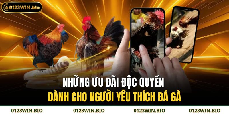 Những ưu đãi độc quyền dành cho người yêu thích đá gà