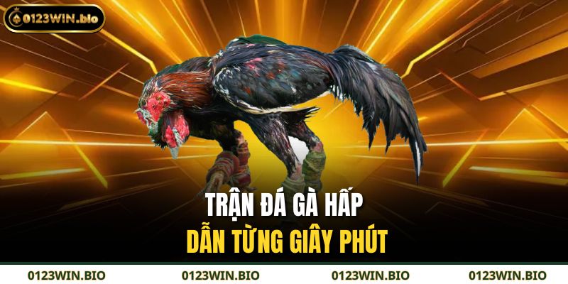 Trận đá gà hấp dẫn từng giây phút